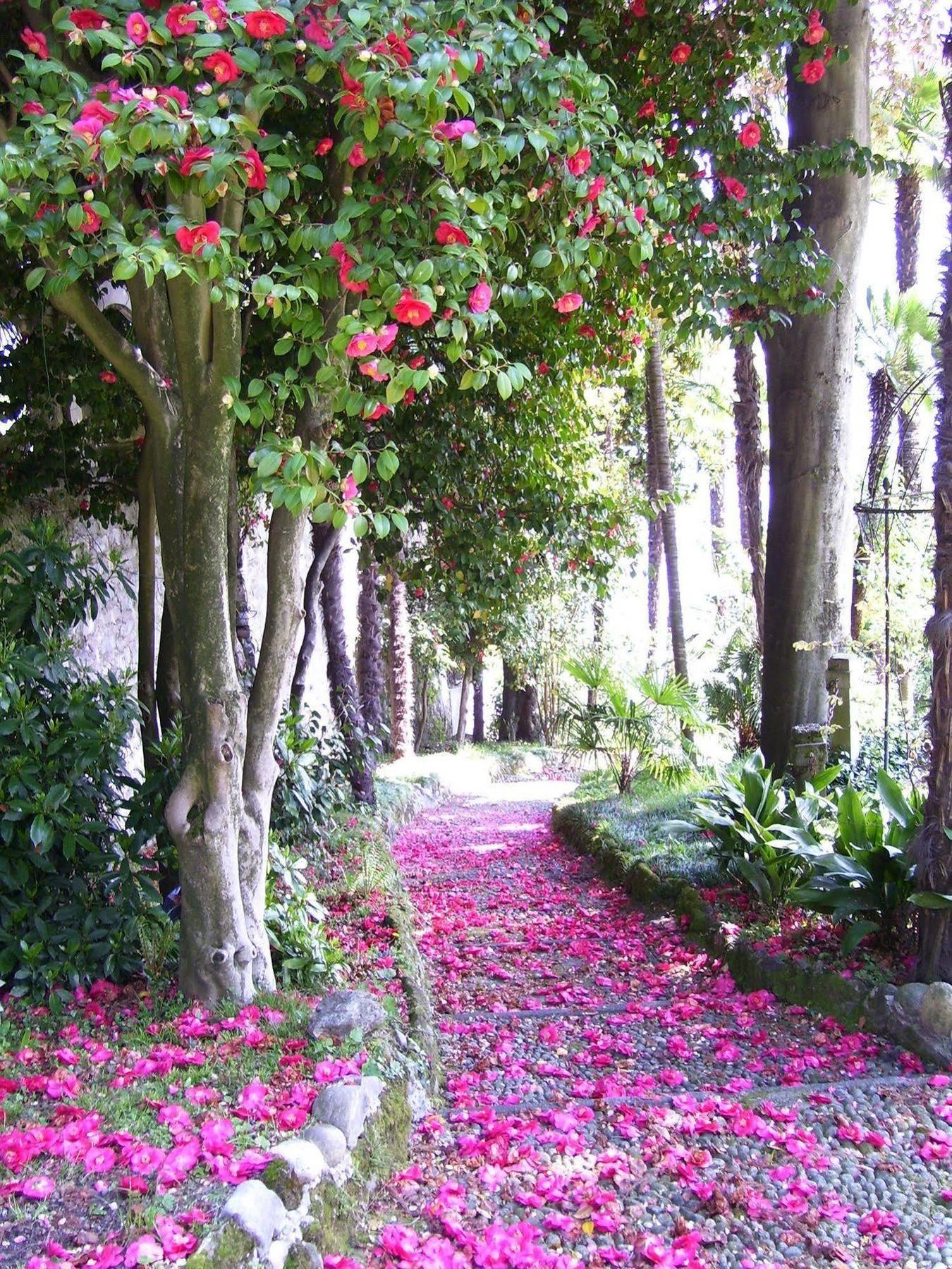 Villa La Mirabella Cadenabbia Экстерьер фото